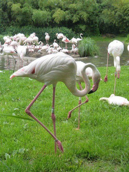 Narresume-Ausflug Basler Zoo